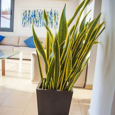 Infinite Blu Paphos