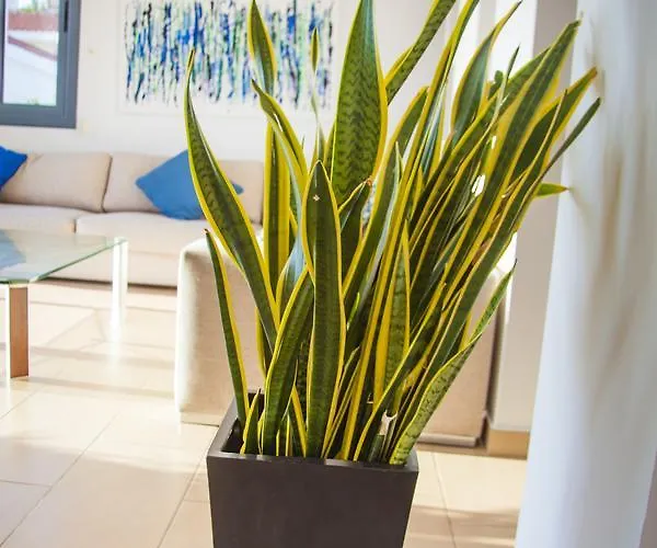 Infinite Blu بافوس